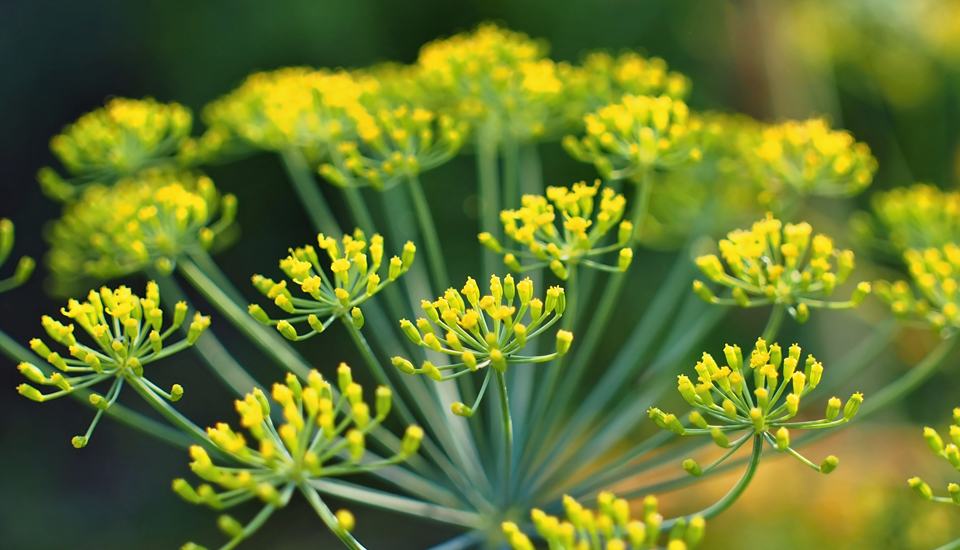 Dill Plant